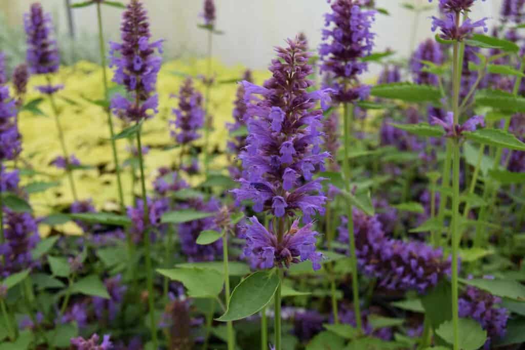 Agastache 'Blue Boa' ® ---
